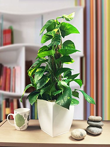 Golden Devil's Ivy (Golden Pothos): Gloss White Milano Pot Indoor Foliage Plant Enhance House Ambiance, Air Quality, and Elegance