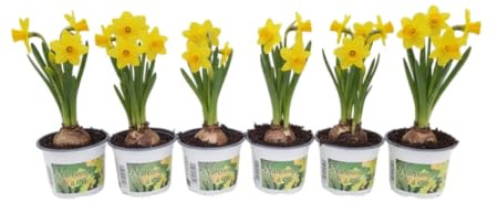 Seis Narcisos DECOALIVE Bulbos Naturales con Color Brillante y Belleza Elegante