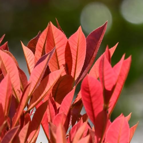 Semillas de photinia Red Robin, resistentes para el jardín de interior, variedades tradicionales, orgánicas raras 50pcs