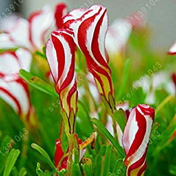 VISTARIC Púrpura: semillas de orquídeas raras, cara del mono hermosas orquídeas semillas, variedades de semillas múltiples Bonsai 100 PC/paquete