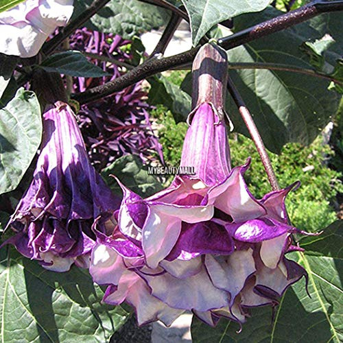 Generic 15: 100 Pz/Borsa Semi Trombe Angelo Brugmansia in Vaso Bonsai Fiore My8L