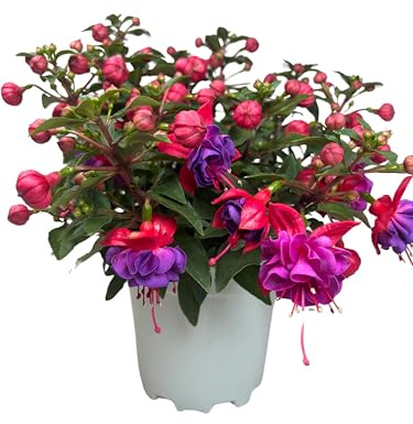 Fuchsie – Natürliche Außenpflanze, bekannt als „Ohrringe der Königin“ – 15-cm-Topf