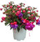 Fuchsia Planta Natural de Exterior conocida como Pendientes de la Reina - Maceta de 15 cm