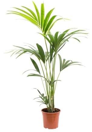 DECOALIVE Palmera Kentia Árbol Natural de Interior XL