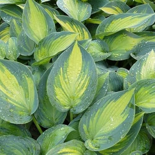6x Hosta 'June'® – Godet 9x9cm | Feuilles panachées bleu et or, très décoratif