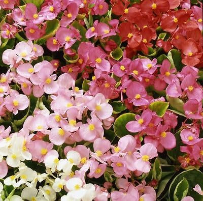 Buy4seeds Begonia SEMPERFLORENS Heaven Mix F1 75 PELLETS Easy to Grow Garden Yard Patio