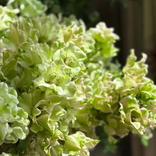 semi di campanula - resistenti giardino, esotiche balcone vecchie varietà 850pcs