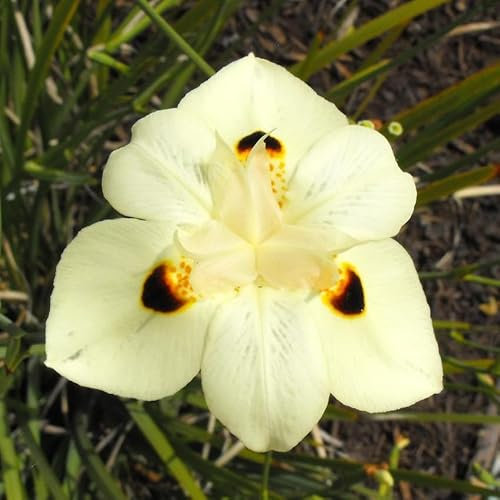 Dietes Bicolor African Iris Fortnight Lily Flower Seeds - 15 Organic Seeds
