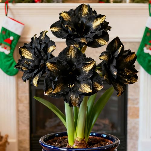 Raro Rizoma Di Amaryllis, Resistente All'Inverno, Facile Da Coltivare, Grande Formato, Perfetta Idea Regalo, Facile Da Pulire-1 bulbi-C