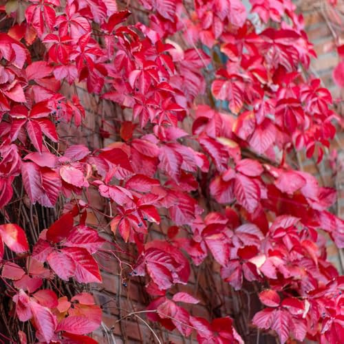 Parthenocissus tricuspidata - da giardino semi di decorazione esotici macerato Parthenocissus tricuspidata resistenti 500pcs