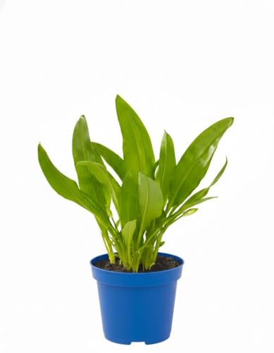 Pianta di Aglio Orsino su vaso cm 14