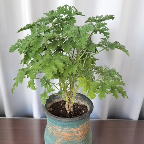 Semi di geranio limone,semi di geranio profumato,decorazione da giardino,molto adatta alle e agli insetti to 200pcs