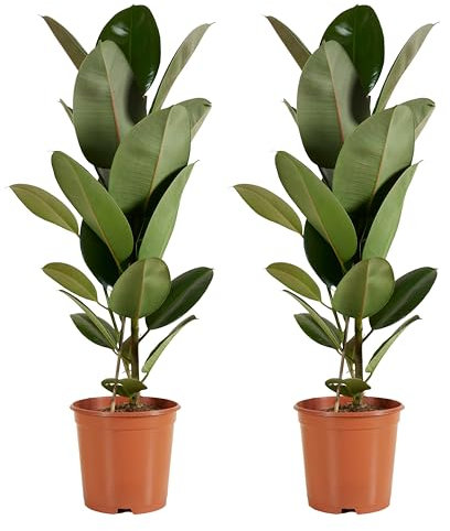 Bloomique - Set di 2 - Ficus elastica ‘Robusta’ - Albero della gomma - Pianta da interno - Purifica l’aria - Molto facile da curare - Alte 80-100 cm - Vaso 21 cm
