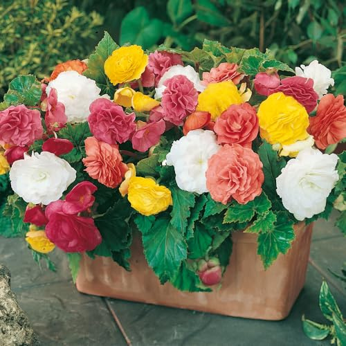 YouGarden Begonia Non-Stop 20 Garden Ready Plants | Butterfly and Bee Friendly Patio Plants for Gardens | Perfect as Hanging plant and Bedding Plants | Perennial Plants for Garden