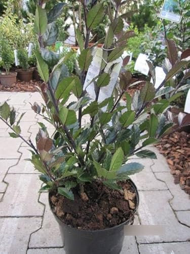 Ilex meserveae Heckenblau®EU - Stechpalme Heckenblau® EU - 40-50