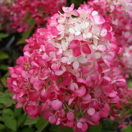 Plant Theory Diamant Rouge Hydrangea Paniculata Shrub Plant 2L Pot