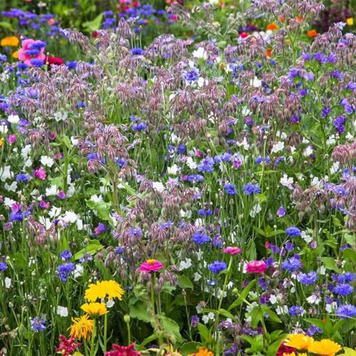100m² Original Veitshöchheimer Bienenweide. Artenreiche Blühfläche mit über 40 Blumen & Kräutern. Bis zu 5 Jahre Standzeit!