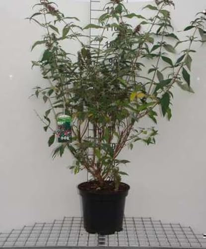 Buddleja dav. 'Reve de Papillon Blue'® - Schmetterlingsflieder 40-60 cm Container