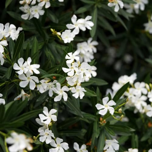 comprar semillas de adelfa, raras de jardín rocas exterior exóticas arbustos en resistentes balcón para lugares soleados silvestres jardín 5pcs