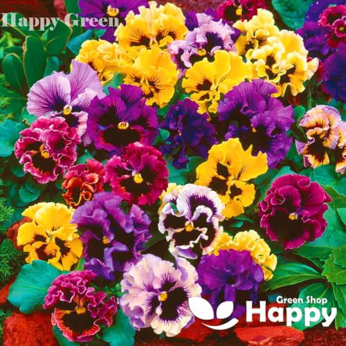Pansy Swiss Can Can Mix 300 Seeds + Plant tag + Freebie - Viola wittrockiana