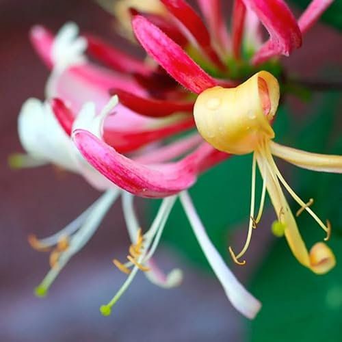 Plant Theory 60cm Honeysuckle Cane Lonicera periclymenum Belgica Purple Flowering Vine Climbing Plant 3L Pot