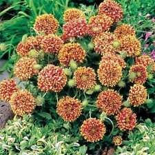 Gaillardia-Pulchella- Sundance - Bi-Color-25 Semi