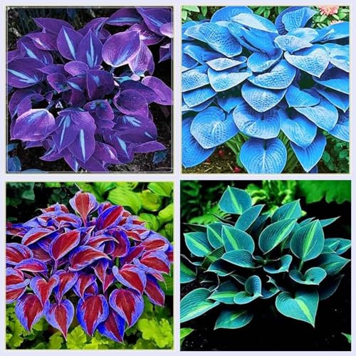 Hostas Bulbs for Planting UK Strong Plants That Grow Well Golden Jade Carving Feels Beautiful Now Mixed Garden Planting Now Greening Cut Flowers Good for Containers-4Bulbs-greenF