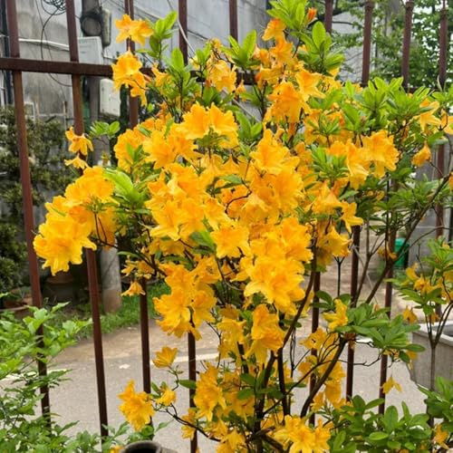 Semi di rododendro, balcone con interna rara rampicante in vaso arredamento del soggiorno biologici per esterno d'appartamento esotiche 50pcs