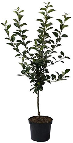 Apfelbaum Rote Alkmene für Allergiker geeignet Buschbaum 110-140 cm im 7,5 Liter Topf Unterlage M9