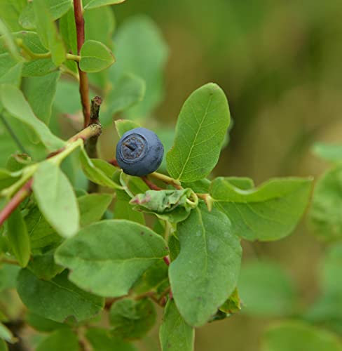 Wilde Blaubeere 20-30cm - Vaccinium angustifolium - Gartenpflanze