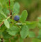 Wilde Blaubeere 20-30cm - Vaccinium angustifolium - Gartenpflanze