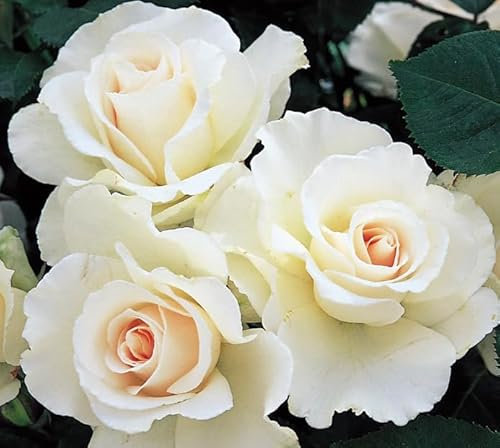 Margaret Merril - 3Lt Potted Hybrid Tea Bush Rose Plant - White Fragrant Rose