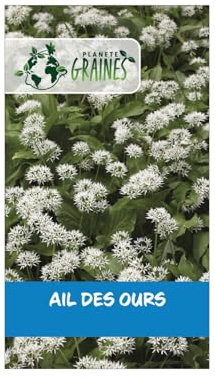 20 graines d'ail des ours - allium ursinum plante vivace comestible pour sous-bois et jardin