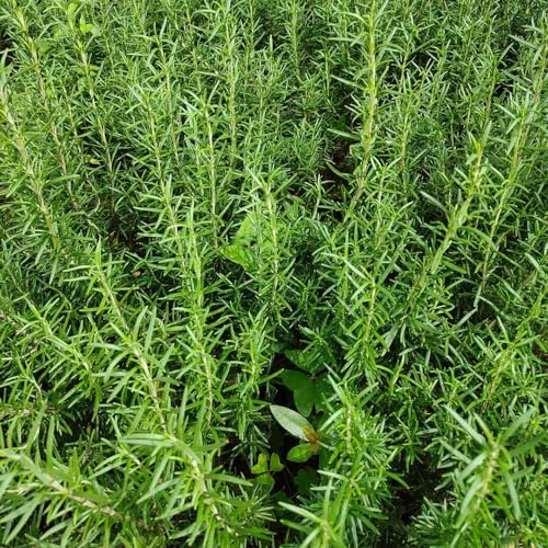 semi di rosmarino rialzata orticole raro giardino resistenti al freddo varietà antiche selvatiche biologiche 100pcs