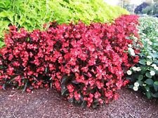 Cera Begonia (100 semi) Begonia Semperflorens Rosso - GRANDE contenitore,