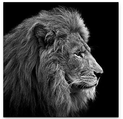 Leinwandbilder | Bilder Leinwand 90x90cm Portrait Löwe schwarz/weiß