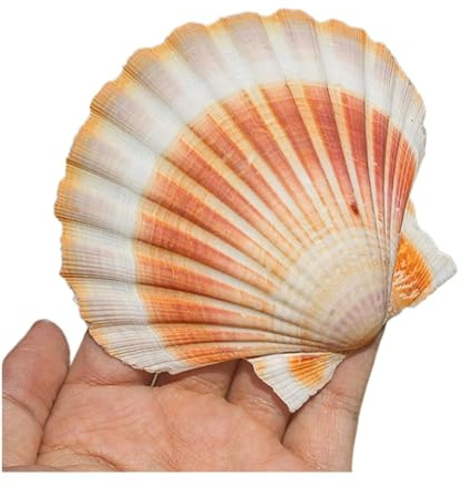Grand coquillage naturel de la plage de la mer, Coquilles Saint-Jacques jaunes 3-4 pouces Coquillages Grands coquillages naturels de la plage de la mer for l'artisanat for le remplissage de vase d'aqu