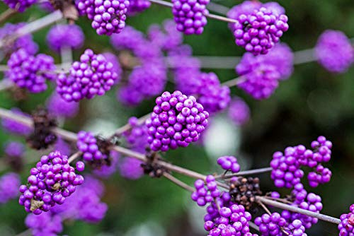Callicarpa bodinieri Giraldii/Beautyberry in 9cm Pot, Viola Bacche