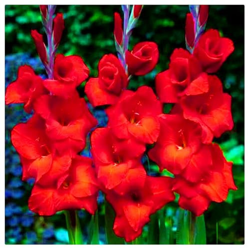 Cut Flowers/Excellent Display/Good for Containers/Gladiolus Bulbs for Planting/Greening Flower/Natural Organic-3 Bulbs-A