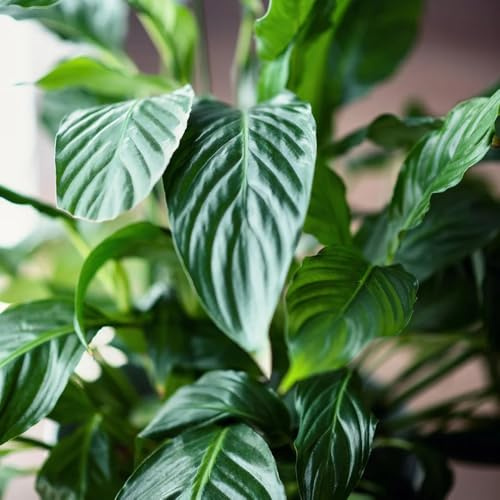 semi di aglaonema - rare per giardino semi di d'appartamento vecchie varietà serre da balcone prodotti sostenibili d'appartamento 50pcs