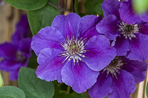 Clematis Hybride 'Ashva' 60–100 cm – Winterhart & Mehrjährig & Pflegeleicht – Waldrebe – Kletterpflanze für Pergola & Rankhilfe