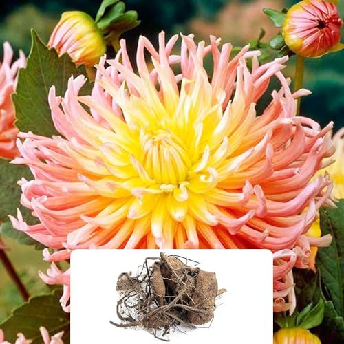 1 Pack Star Elite Cactus Dahlia Tubers – Stunning Summer-Blooming Perennials – Perfect for Cut Flowers – Designed for Your Gorgeous Garden, Thriving in UK Climate