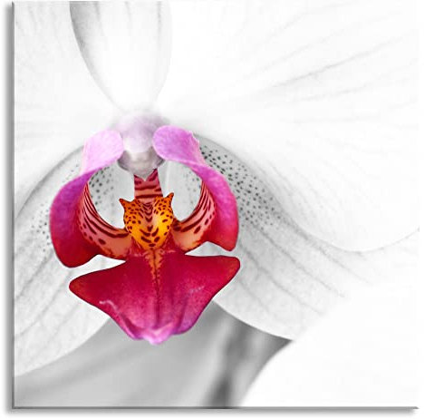 Pixxprint Glasbild, Wandbild auf Echtglas, anmutige Orchideen Blüte, 80x80 cm, inkl. Aufhängung und Abstandshalter