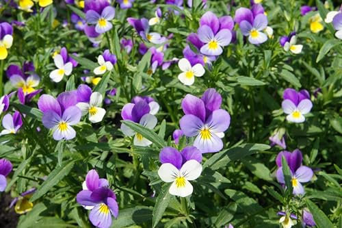Wildes Stiefmütterchen (Viola tricolor) Samen. Zier- und Heilpflanze. (5000 Samen = 2,75g)