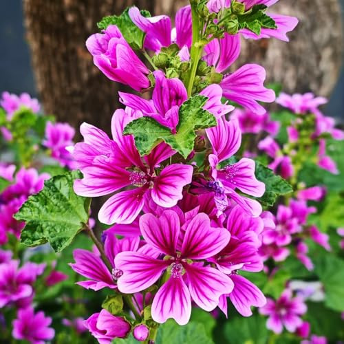 semi di malva selvatica, giardino perenni resistenti balcone 350pcs