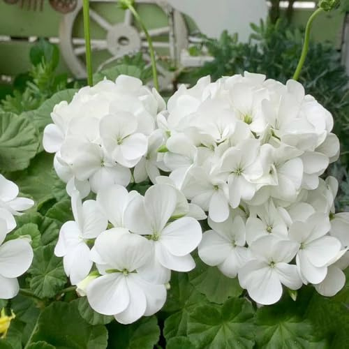 gerani semi di da balcone pelargonioto sul balconeto decorativo perenne di esotici selvatici resistenti in vaso da esterno 10semi