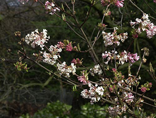 Winterschneeball Viburnum bodnantense Charles Lamont 60-80 cm winterhart | Duftende Winterblüte, rosa Blüten, sonnig bis halbschattig, schnittverträglich, bienenfreundlich, robust