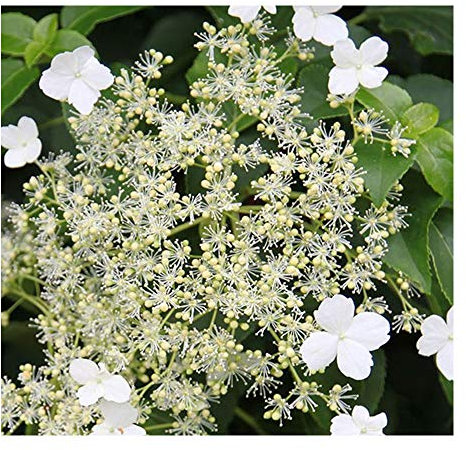 Hydrangea petiolaris 'Miranda' 15cm Pot Size