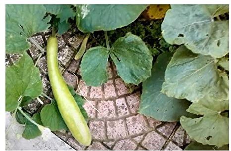 Stk - 5x Lagenaria siceraria Cucuzi Kalebasse Kürbis Garten Pflanzen - Samen KS142 - Seeds & Plants Shop by Ipsa