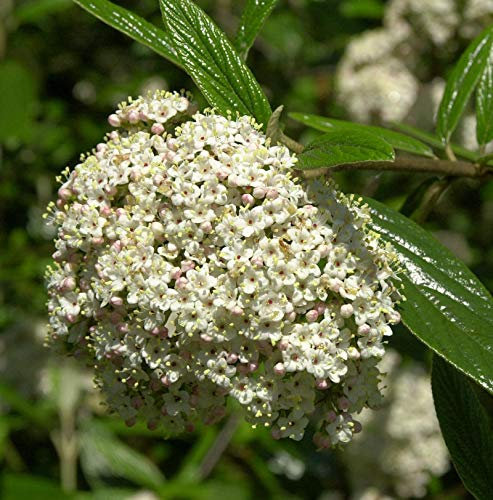 Prager Schneeball 40-60cm - Viburnum pragense - lebende Gartenpflanze aus den Baumschulen